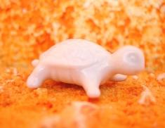 Foto Tartaruga de Porcelana
