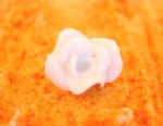 Foto Rosa de Porcelana 1c