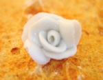 Foto Rosa 1b de Porcelana 1,0 x 2,6